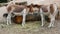 Two cute young mules eat hay in a cattle yard