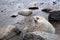 Two cute young sparrows sitting on a big boulder