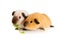Two cutie guinea pigs eating juicy greens over white