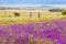 Two cyclists ride past fields in scenic farmlands of the Western Cape.