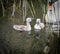 Two cygnets with adult swan keeping watch