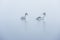 Two Cygnets of a Misty Lake