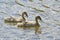 Two cygnets swimming close together on a rippled lake