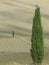 Two cypresses with the background of the smooth slopes of the rolling Tuscan hills in autumn