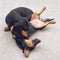 Two Dachshund Dogs playing