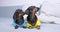 Two dachshund dogs in T-shirts, clothes sit on couch adult barks protects puppy