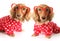 Two Dachshund puppy dogs wearing red valentines day pajamas with white hearts