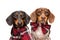 Two Dachshunds with christmas scarf and bow tie posing on white