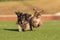 Two dachshunds running joyously