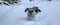 Two dachshunds running in snow