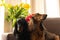 Two dachshunds sitting on a brown couch with red and yellow tulips. Small longhaired wiener dogs in flowers at home