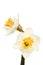 Two daffodil flowers