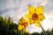 Two daffodils seen from below looking up. They are back lit by a late afternoon sky. Shallow focus