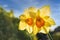 Two daffodils seen from below looking up. They are back lit by a late afternoon sky. Very shallow focus