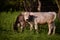 Two dairy calves grazing green grass in the wild. young and cute animals from the village farm