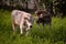 Two dairy calves grazing green grass in the wild. young and cute animals from the village farm