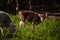 Two dairy calves grazing green grass in the wild. young and cute animals from the village farm