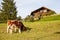 Two dairy cows(calf) on grass