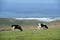 Two dairy cows grazing by ocean