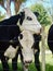 Two Dairy Cows in a Paddock in Hamner Springs, New Zealand.