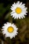 Two daisies flowers