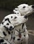 Two dalmatian dogs