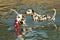 Two dalmatian dogs in water with dogtoy having fun