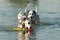 Two dalmatian dogs in water with toy