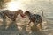 Two dalmatian dogs with water toy in evening sunlight