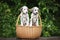 Two dalmatian puppies in a basket