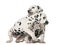 Two Dalmatian puppies cuddling