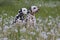 Two dalmatian sitting on meadow