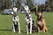 Two Dalmatians and Staffordshire Bull Terrier