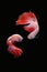 Two dancing betta fish Mascot Halfmoon in white red color on black background