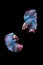 Two dancing betta siamese fighting fish Double tail grizzle in blue white red color type isolated on black background