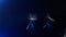 Two dandelion flower seeds on dark blue shiny table.