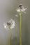 Two dandelion flowers and seedling