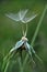 Two dandelion seeds