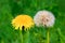 Two dandelion (Taraxacum)