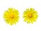 Two dandelions