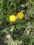 Two dandelions in the grass in National Park De Meinweg, Limburg