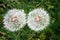 Two dandelions on green grass background