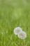 Two Dandelions on Green Grass - Vertical