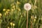 Two dandelions next to one whole and beautiful second flown around and naked. Concept of comparing health and disease