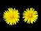 Two dandelions over black