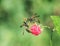 Two dangerous insects wasps flew into the garden for the aroma o