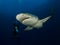 Two dangerous lemon sharks swim around underwater cameraman on blue ocean background