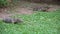 Two dangerous lizards predators wild striped varans, varanus salvator, on grass in national park