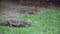 Two dangerous lizards predators wild striped varans, varanus salvator, on grass in national park