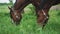 Two Dark Bay Horses Grazing In The Field Meadows During The Daytime Horse Feeding